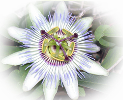 passion flower